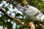 STIHL Aku vyvětvovací pila HTA 86 SET (LA032000030)