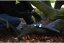 Ruční pila SILKY ZUBAT 240-7.5 (70-267) ALFATEK s.r.o.