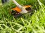 STIHL Vyžínač FSA 80 (FA080115700)