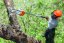 STIHL Benzínová teleskopická vyvětvovací pila HT 56 C-E (41392000007)